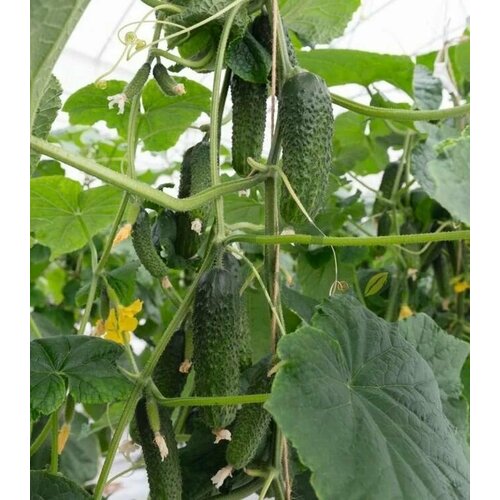 ���� ������������� ������ ������ ����� F1, ������ �� 122 ���