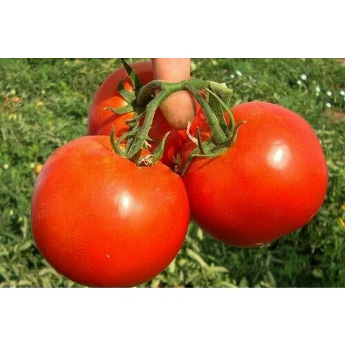 ���� ������ ����� ������ F1 15 ��., ������ �� 203 ���