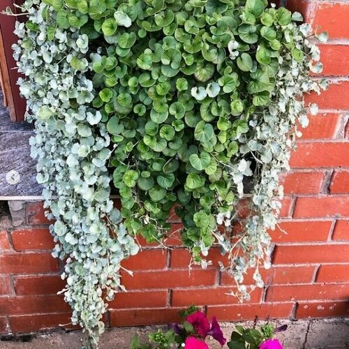 ���� ����� ����� - �������� ���� ������ 2 � 1, ����������� ������� ���������� � ���������� �����, ��� ������������� ����������, 6 �����������, 30-42 �����, ������ �� 545 ���