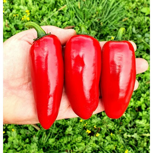       (Jalapeno Mammoth) / Seeds And Goods /   zip-lock   10 ,   279 