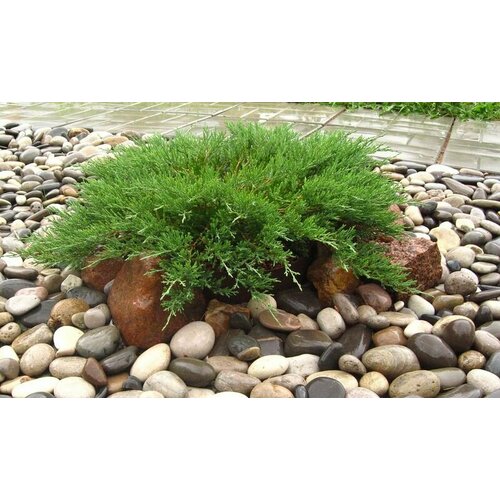 ���� ������������ �������������� ������� �������, ������ �� 1099 ���