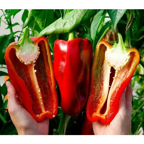 ���� ������������� ������ ����� �������� ������� F1, ������ �� 104 ���