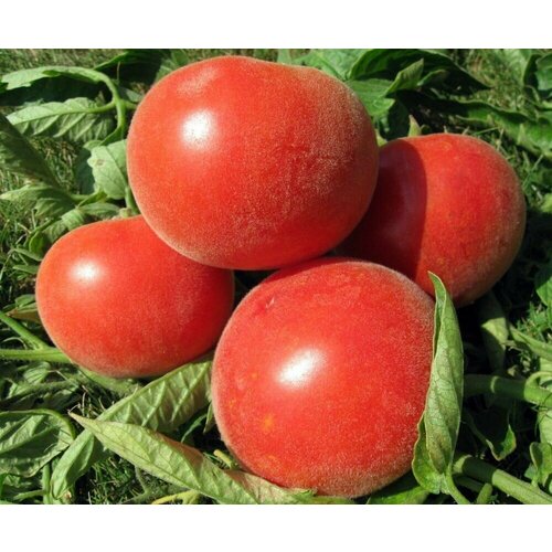 ���� ����� ��������� ����� (��������� ���), ����������� ���� ��� ��������� ������ � �������� �������������, 20 �����, ������ �� 58 ���