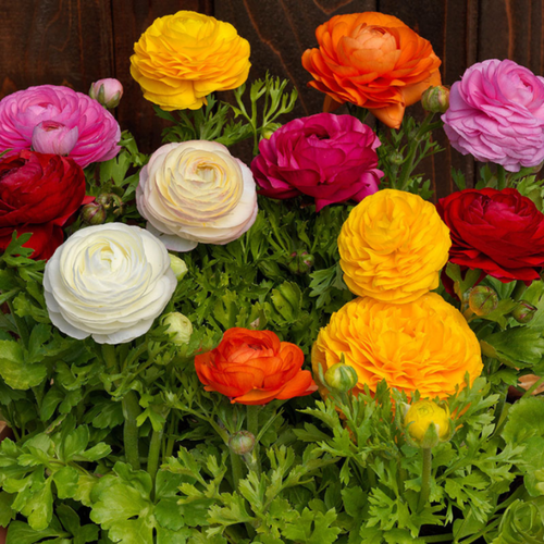    , bulbs servise,  MIX  ( 10  ),   537 