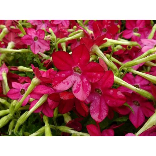 ���� ����� �������� �������� F1 ���������, ���������� �������� � �������� �������� � ������� �������� �������, 15 �����, ������ �� 298 ���