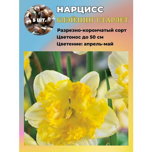 ���� ������� ��������, �������� 5 ����, ������ �� 550 ���