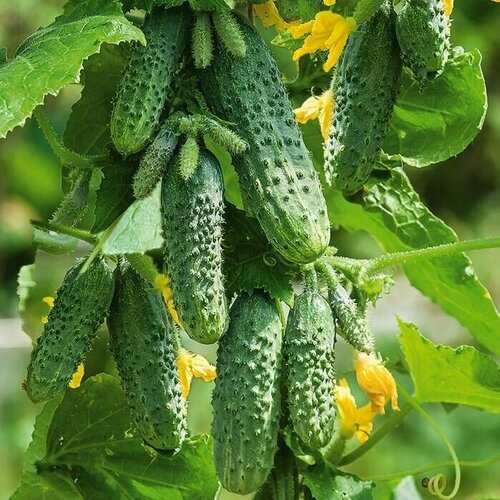 ���� ������������� ������ ������ F1 ���������, ������ �� 107 ���