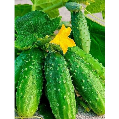 ���� ������������� ������ ������ ��������� 36, ������ �� 238 ���