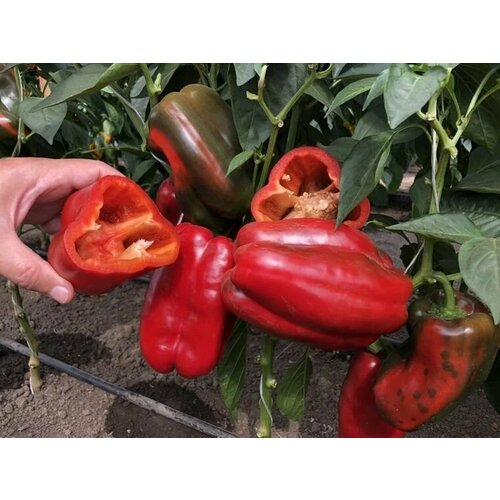 ���� ������������� ������ ����� �������� ������ F1, ������ �� 104 ���