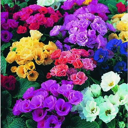 ���� ������ �������� ������� F1 ����, �����, ������ �� 284 ���