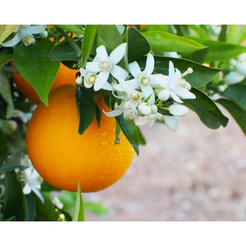    , 10   , ProRostok,   426 