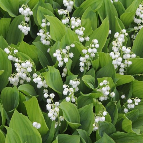 ���� ������ ������ ������ ������� 30 ��., ������ �� 650 ���