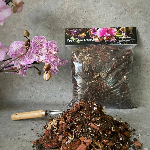 ���� ������� ����� ��� ������� Terracotta Plants � �������� 2 �����, ������ �� 369 ���