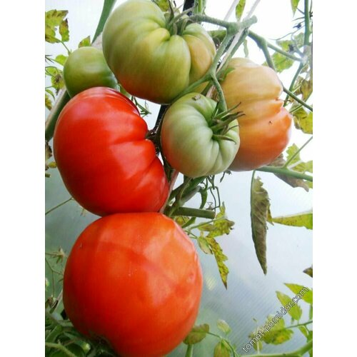 ���� ������������� ������ ������ ������ ������, ������ �� 104 ���