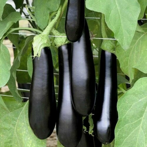 ���� ������������� ������ ��������� ������� F1, ������ �� 127 ���