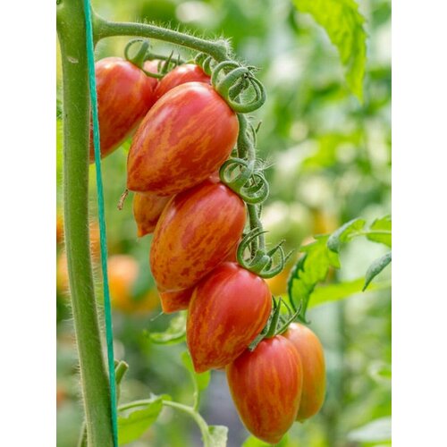       (Candy Sweet Icicle), 10 ,   350 