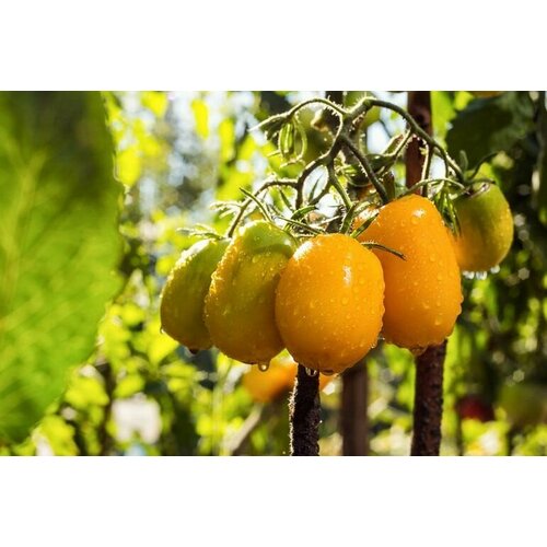 ���� ������������� ������ ����� ����� ������, ������ �� 105 ���