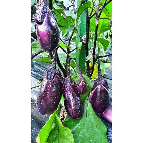 ���� ������ �������� ���� (Vera) / Seeds And Goods / � �������� zip-lock ��� ���������� 20 �����, ������ �� 249 ���