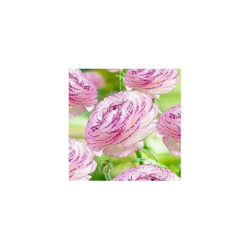 ���� ������� ����������� (�����) ������ ����� 13��., ������ �� 898 ���