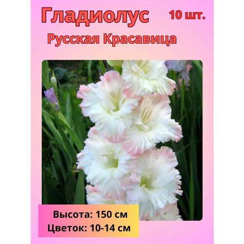 ���� ��������� ��������������� ������� ���������, �������� ����������, ������ �� 800 ���