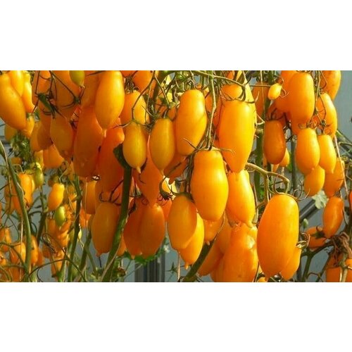 ���� ������ ����� ��������� ���� 10 ��., ������ �� 120 ���