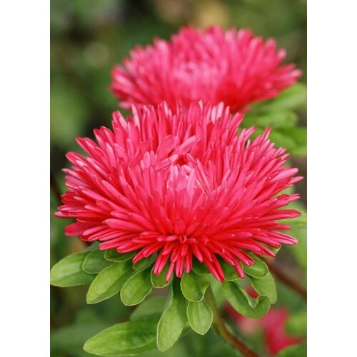 ���� ����� ���������������� �������, ������������ ���� � �������� ����������, ��������� � ���� ���������� (�������) ����, ��������� � �������, 110 �����, ������ �� 247 ���