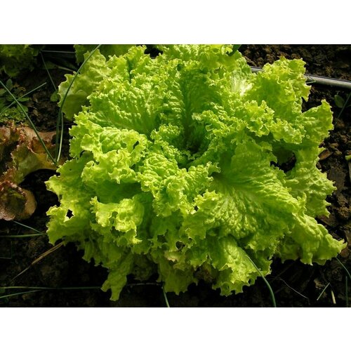 ���� ����� �����, ���������� ��������� ������ �������� ����� ���� ����� ������ � ������� ������������� ��������, 20 �����, ������ �� 248 ���