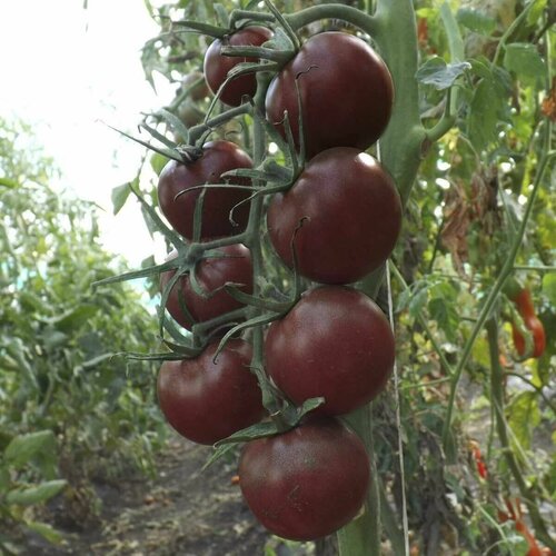 ���� ����� ���� ���� F1, ���������������� ������������ ����������� �������� � ��������� ��������, ����������� �������� ������, ��� ����������, 5 �����, ������ �� 367 ���