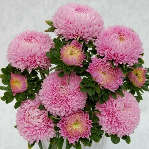    -, -    XXL    15, 30 ,   266 