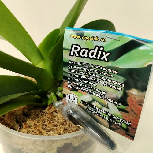        (Radix) 1,5     -     , -, 