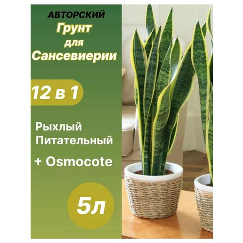 ���� ����� ��� ����������� 5 � �������, ������ �� 700 ���