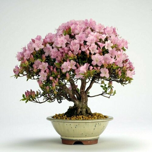  ,   (Rhododendron SCHLIPPENBACHII), ,   446 