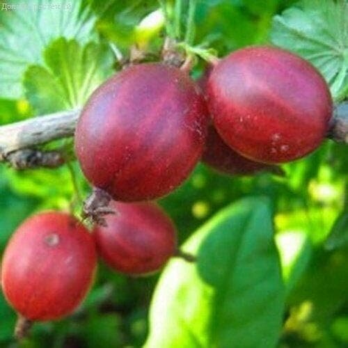   , C3 (2 ) (1    3 .),   1147 