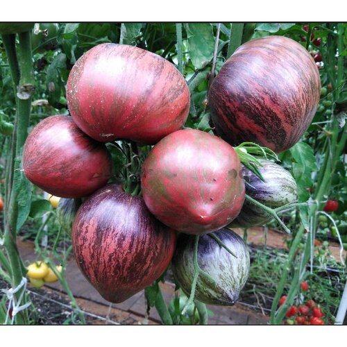 ���� ������������� ������ ������ ������� �������, ������ �� 122 ���