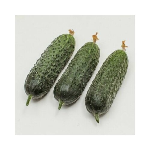 ���� ������������� ������ ������ �������� F1, ������ �� 127 ���