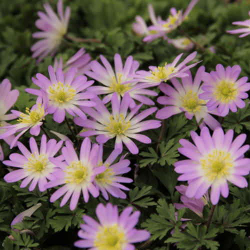    CHARMER (10 ),   470 