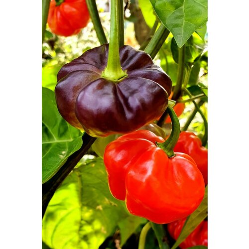         (Aji Cachucha Purple Splothed) / Seeds And Goods /   zip-lock   10    -     , -, 