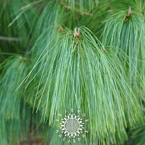     -   (. Pinus Excelsa) 15,   390 