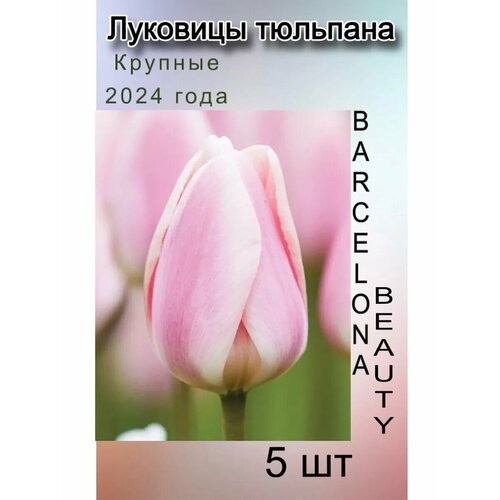    Barcelona Beauty ( 5 ),   324 