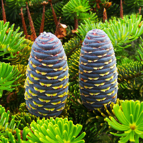 ���� ����� ��������� �����, ������, 20 ��, ���������, ������������ ���� �����, ������ �� 400 ���