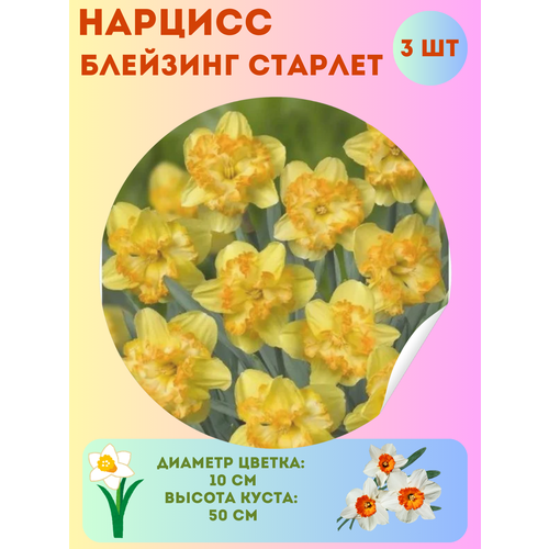 ���� ������� �������� �������, ����������� �����, �������� 3 ��, ������ �� 360 ���