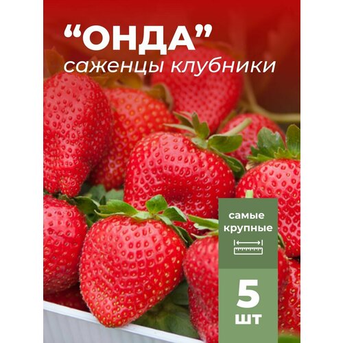 ���� �������� ����� ������������� ���� �������/��������� �������� 5 ��, ������ �� 799 ���