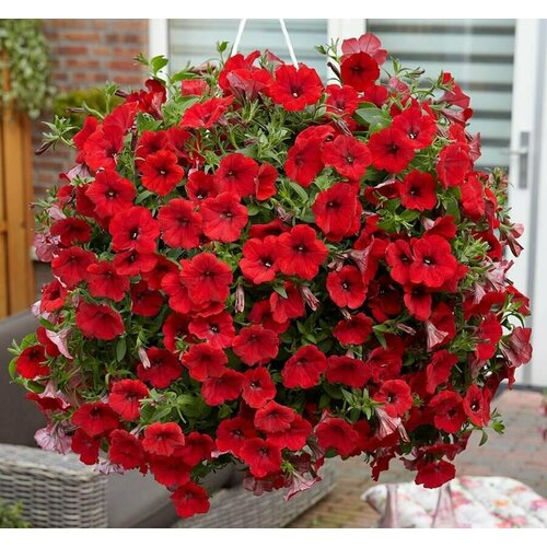 ���� ������� F1 ��� ���, �����-������, ����� �������������, �������� ��� ������� � �����, 15 �����, ������ �� 259 ���