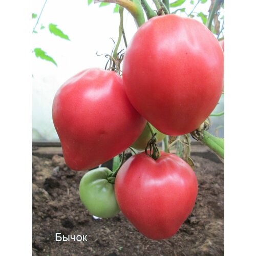 ���� ������������� ������ ������ ����� �������, ������ �� 102 ���