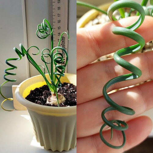 ���� ������� ���������� Albuca spiralis, ������ (5 ��), ������ �� 600 ���