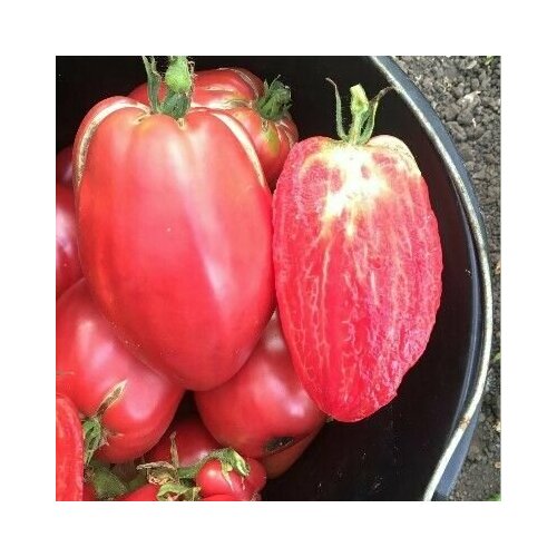 ���� ������������� ������ ������ ������� ������ �����, ������ �� 104 ���