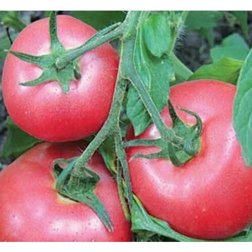 ���� ������������� ������ ������ ���� ����, ������ �� 127 ���