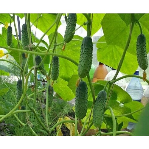 ���� ������������� ������ ������ �������� F1, ������ �� 104 ���