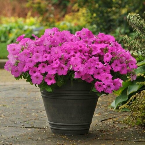     F1  ,      ,  ,   , 5 ,   444 