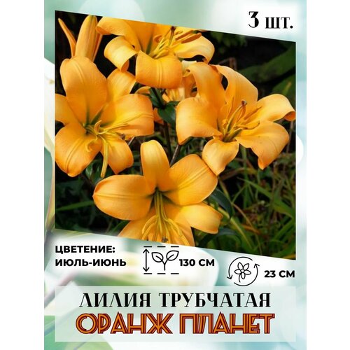 ���� ����� ���������, �������� 3 ��., ������ �� 410 ���